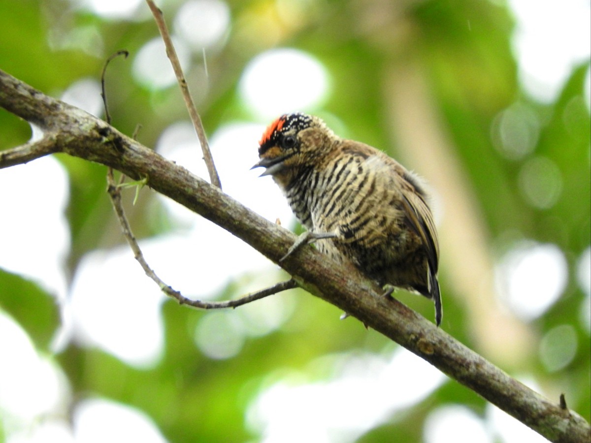 White-barred Piculet - ML544695921