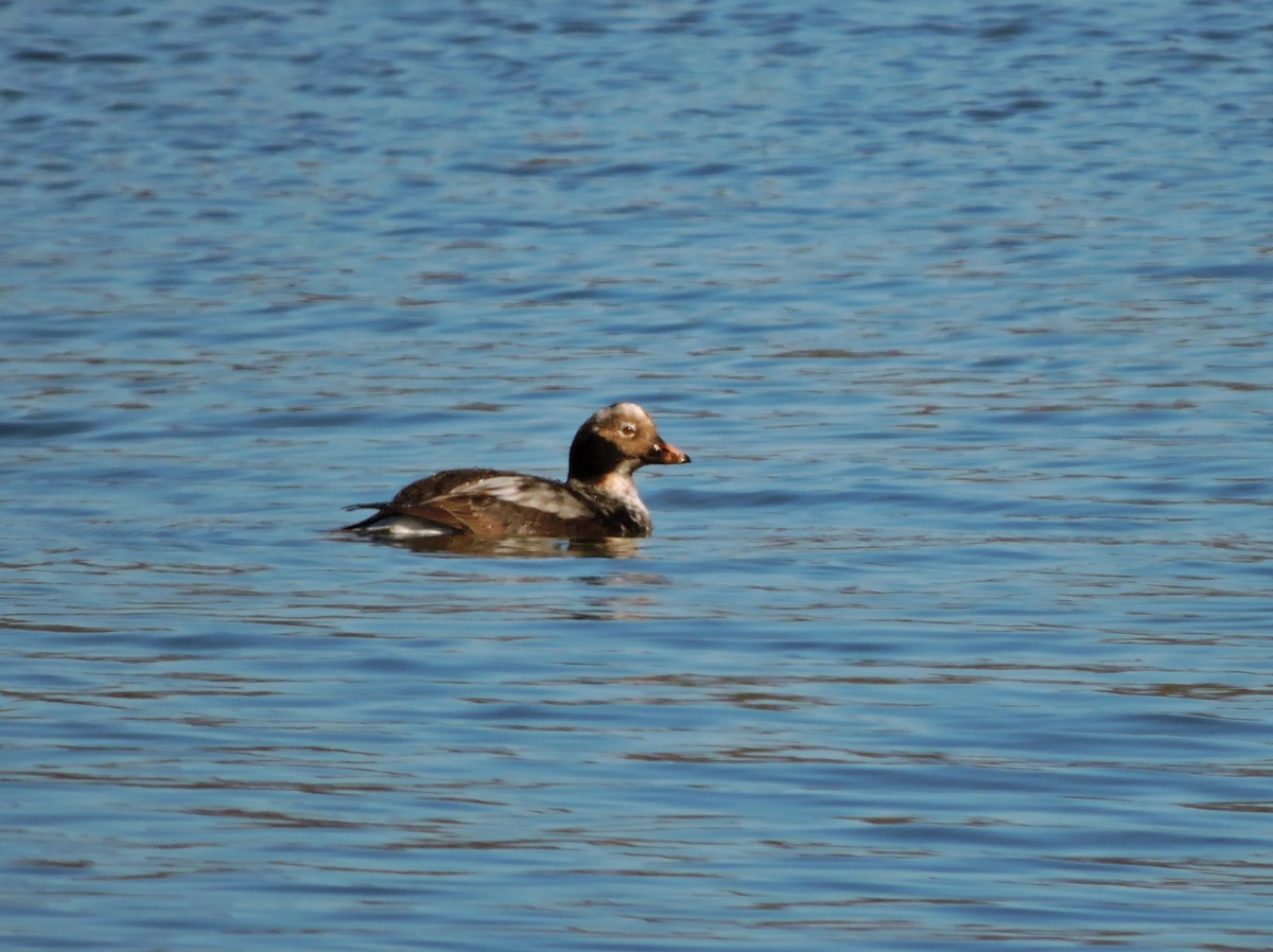 Long-tailed Duck - ML54470101