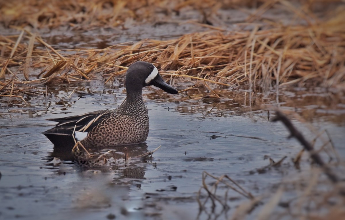 Blue-winged Teal - ML54470131