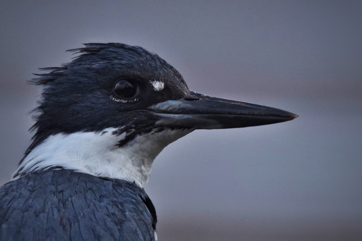 Belted Kingfisher - ML54470161