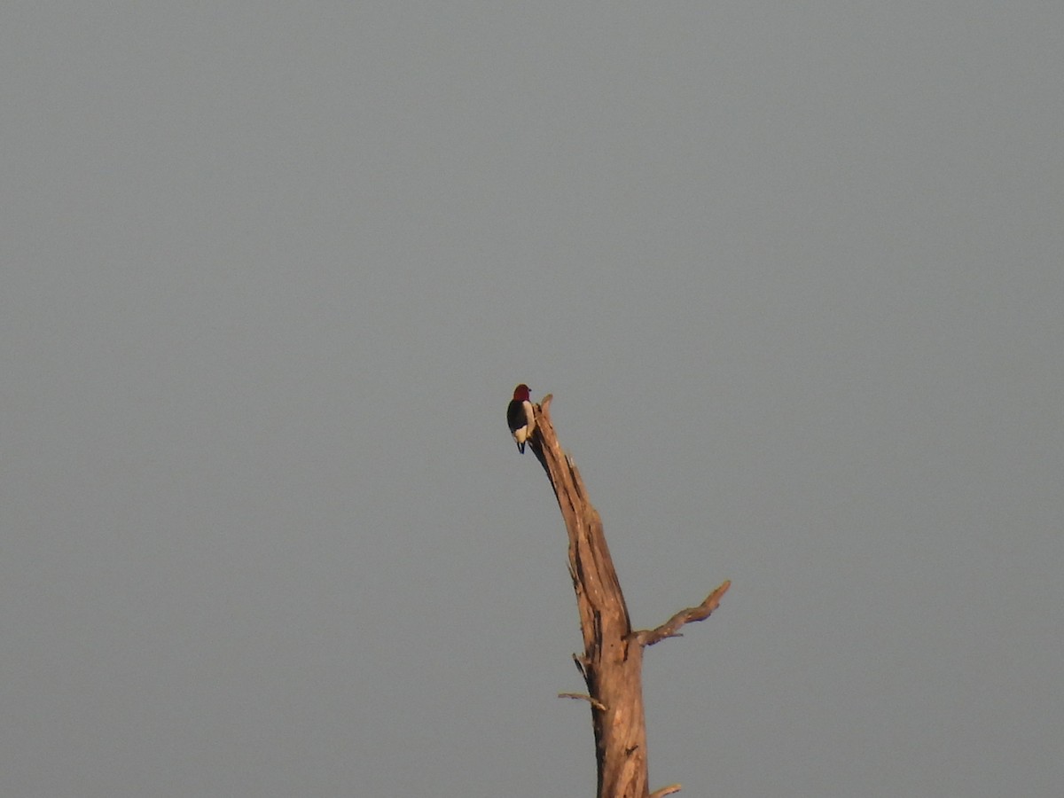 Red-headed Woodpecker - ML544707381