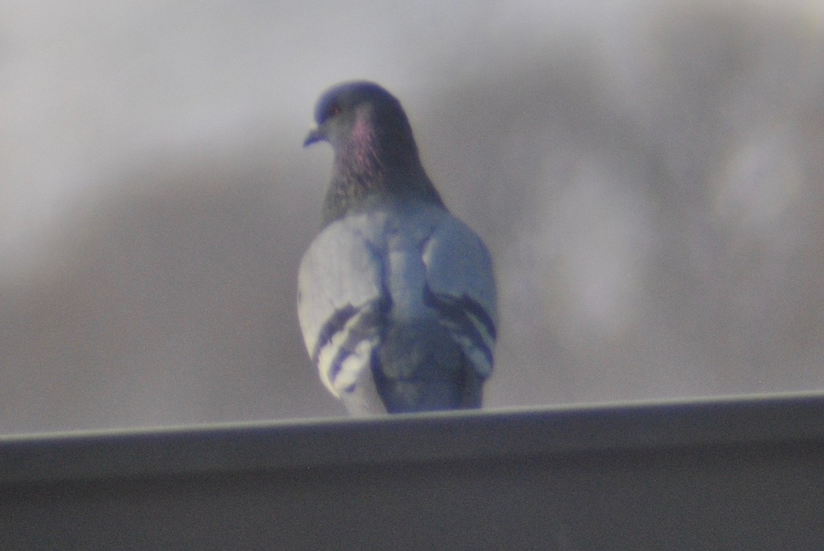 Rock Pigeon (Feral Pigeon) - ML54471001