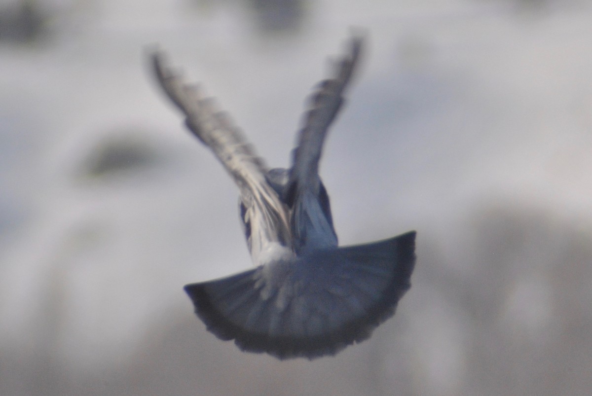 Rock Pigeon (Feral Pigeon) - ML54471011