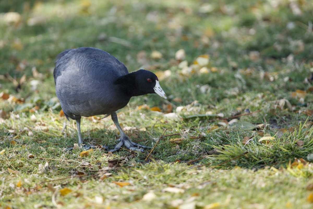 American Coot (Red-shielded) - ML544715311