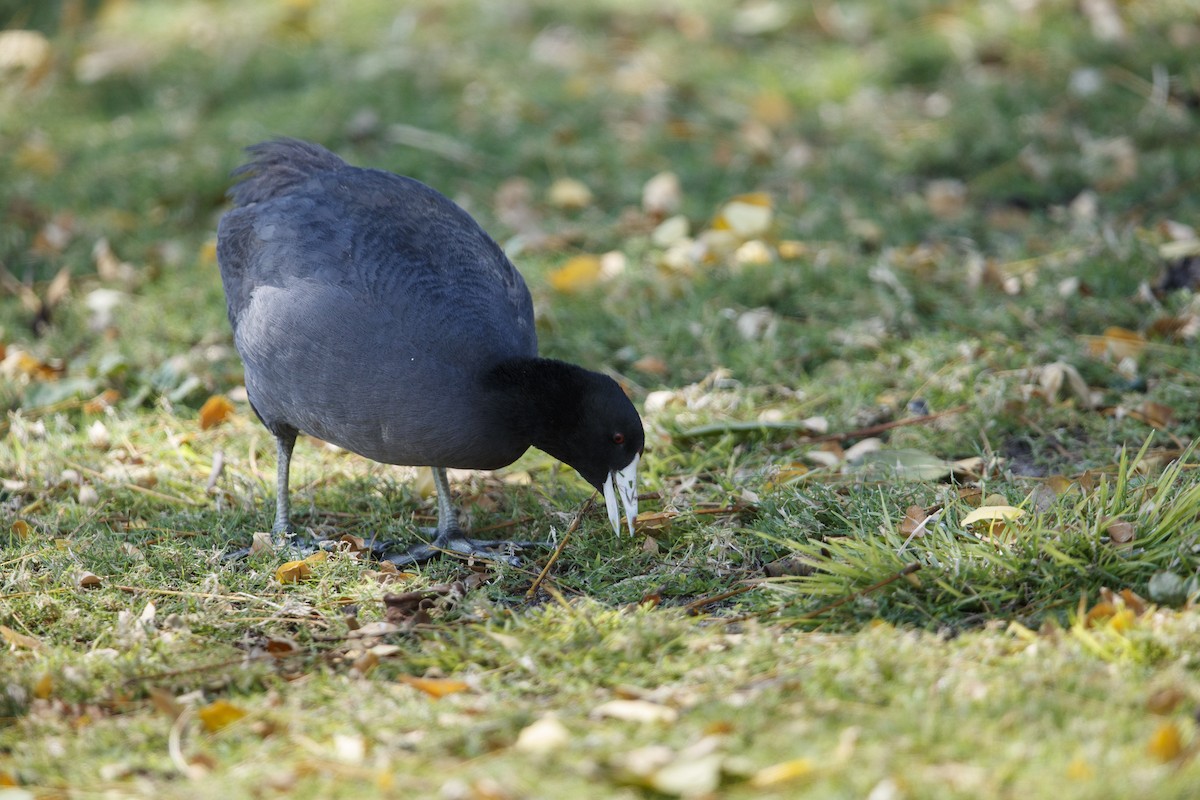 American Coot (Red-shielded) - ML544715321