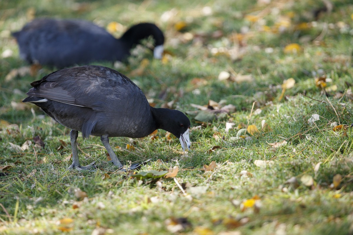 American Coot (Red-shielded) - ML544715331