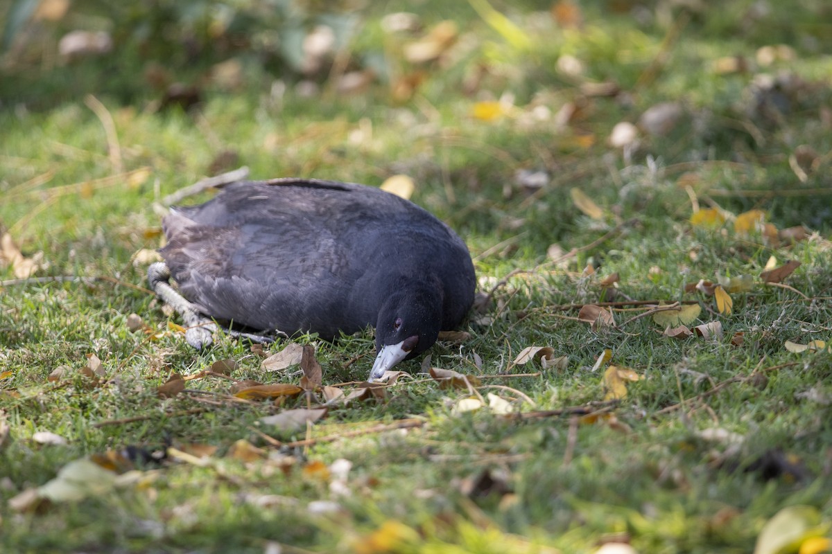 American Coot (Red-shielded) - ML544715341