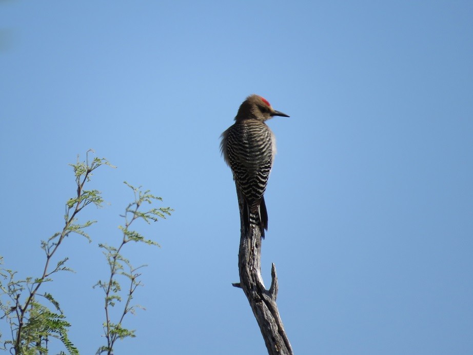 Gila Woodpecker - ML54471961