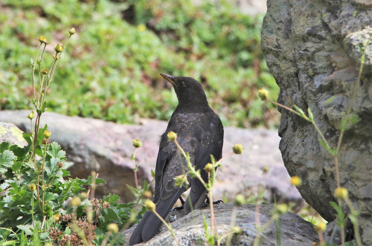 Tibetan Blackbird - ML544719961