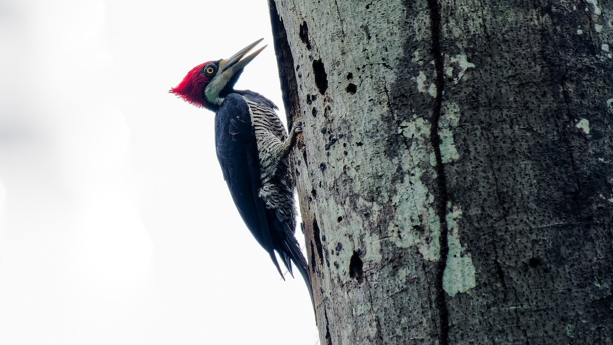 Crimson-crested Woodpecker - ML544720441
