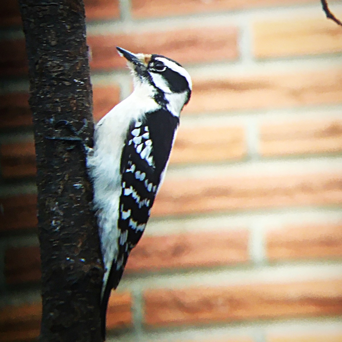 Downy Woodpecker (Eastern) - ML544721051