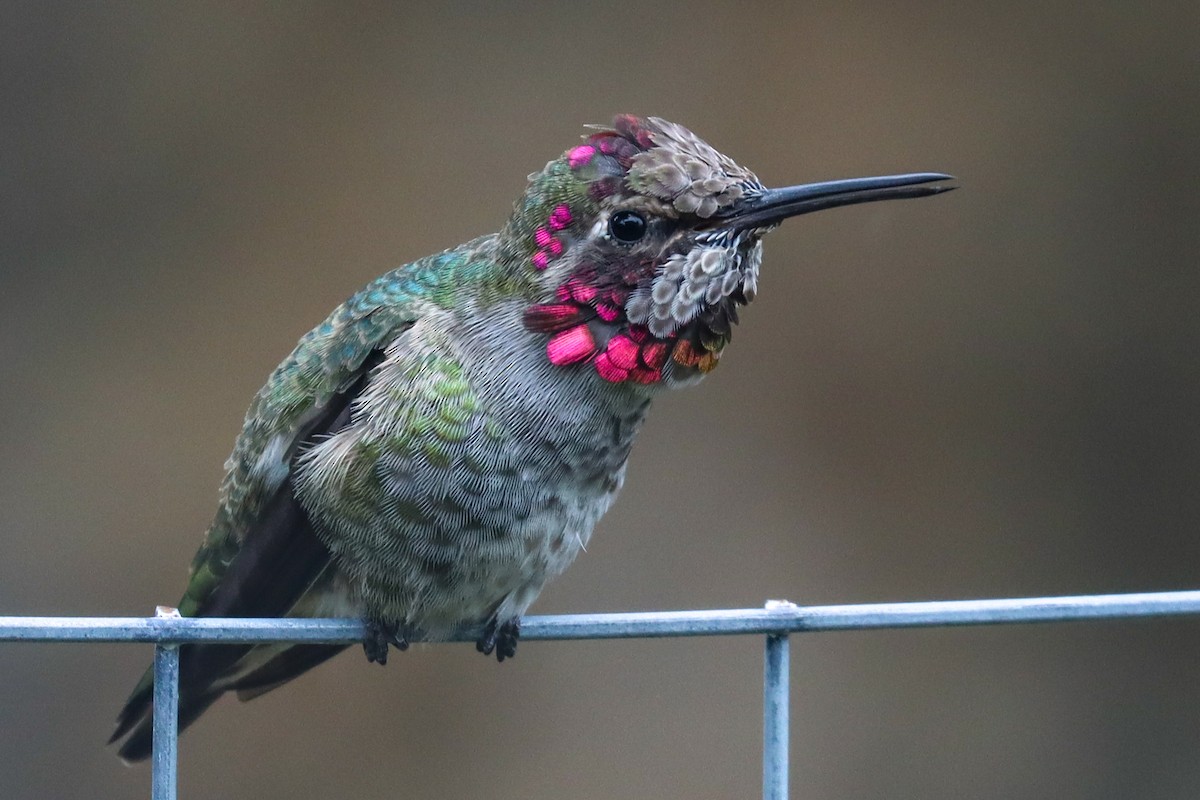 Anna's Hummingbird - ML544721941