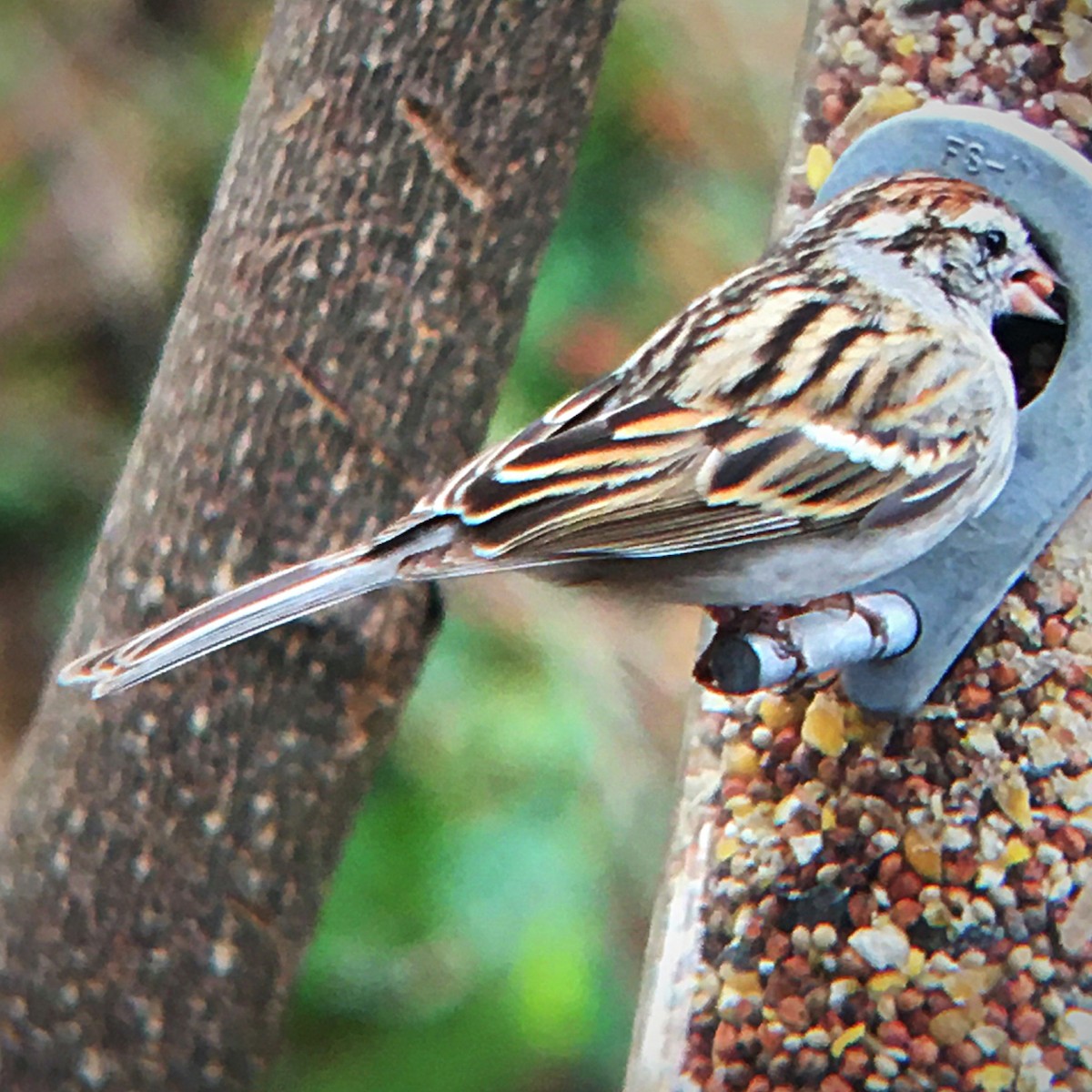 Chipping Sparrow - ML544721981