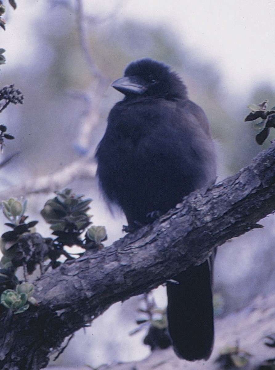 Hawaiian Crow - ML54472421