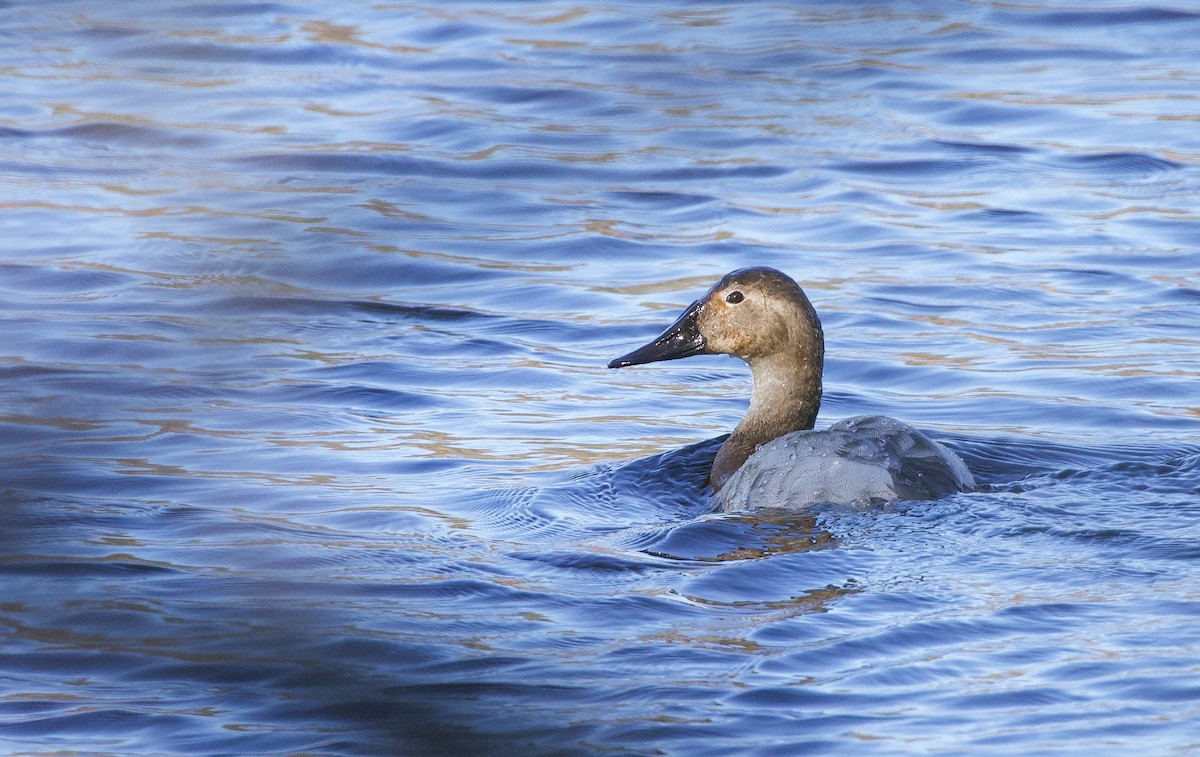 Canvasback - Will Sweet