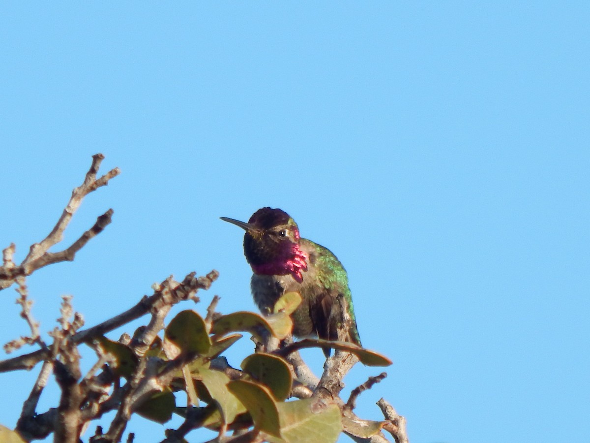 Anna's Hummingbird - ML544730951