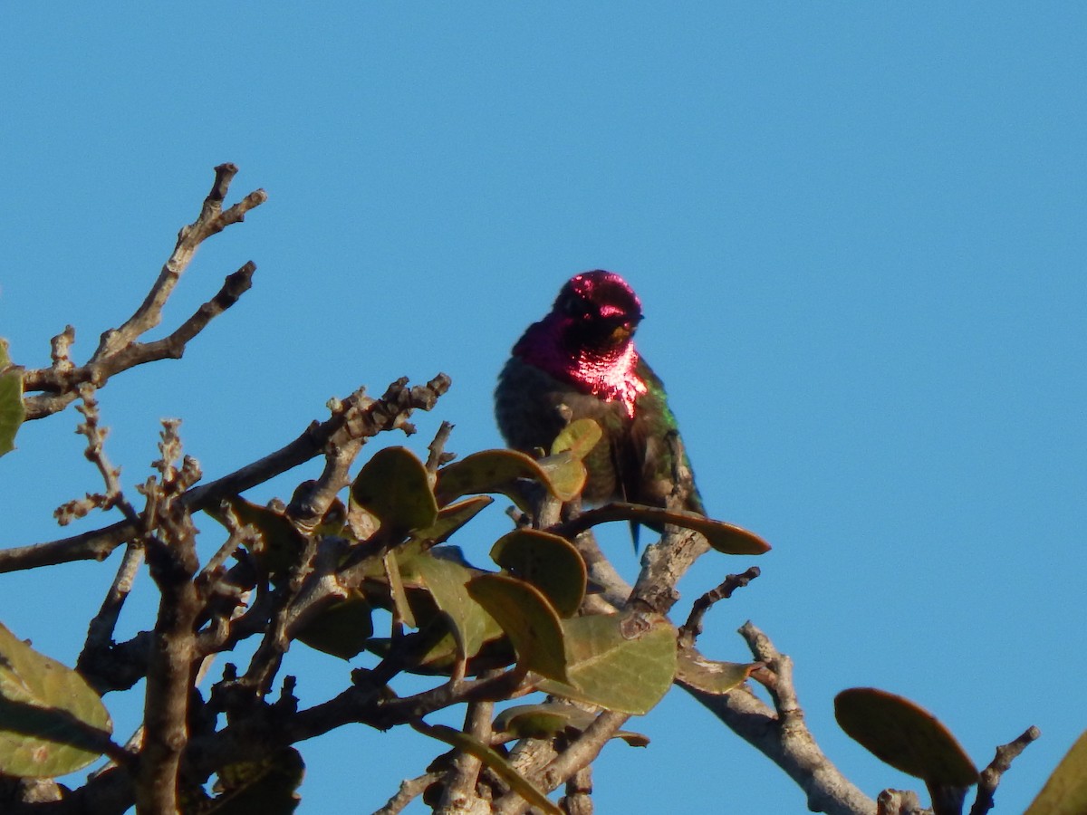 Anna's Hummingbird - ML544730961