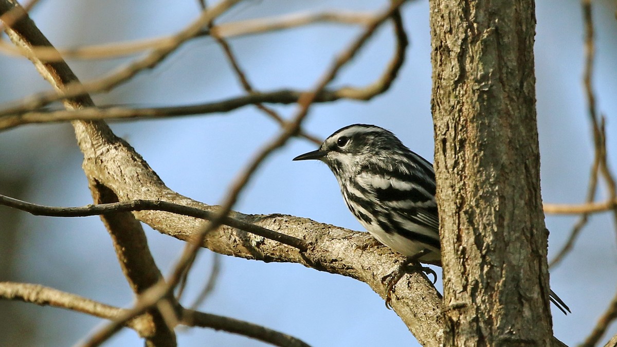 Black-and-white Warbler - ML54473261