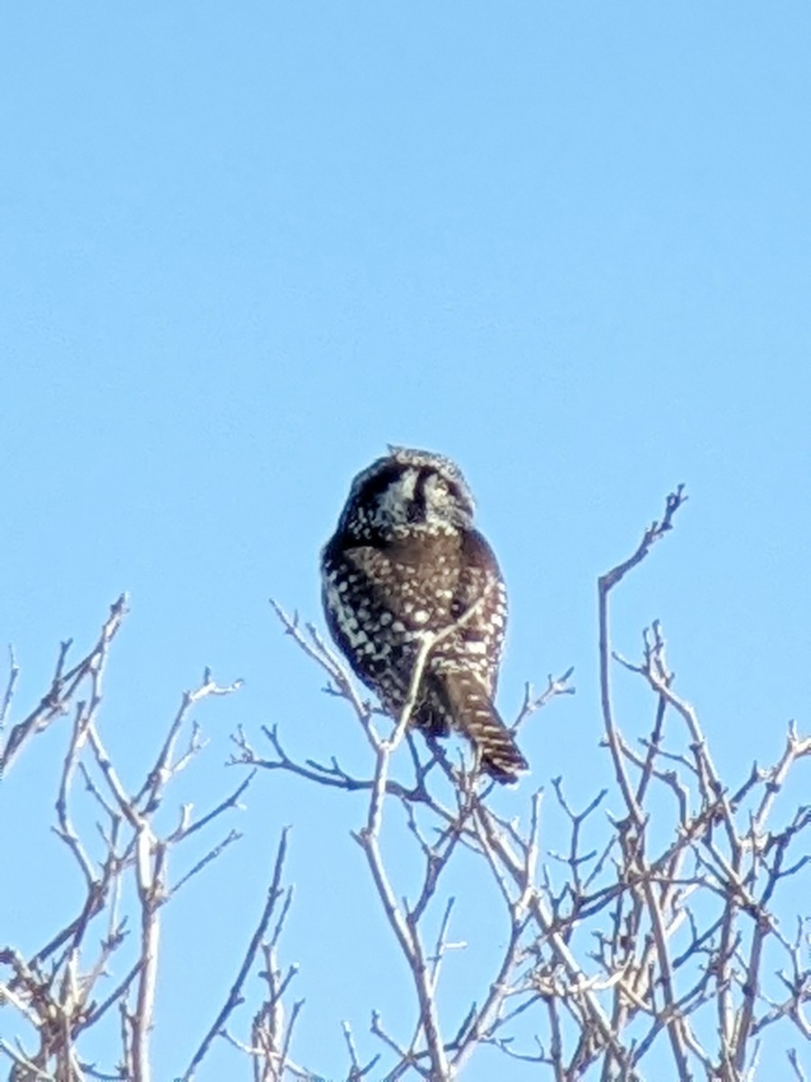 Northern Hawk Owl - ML544736921
