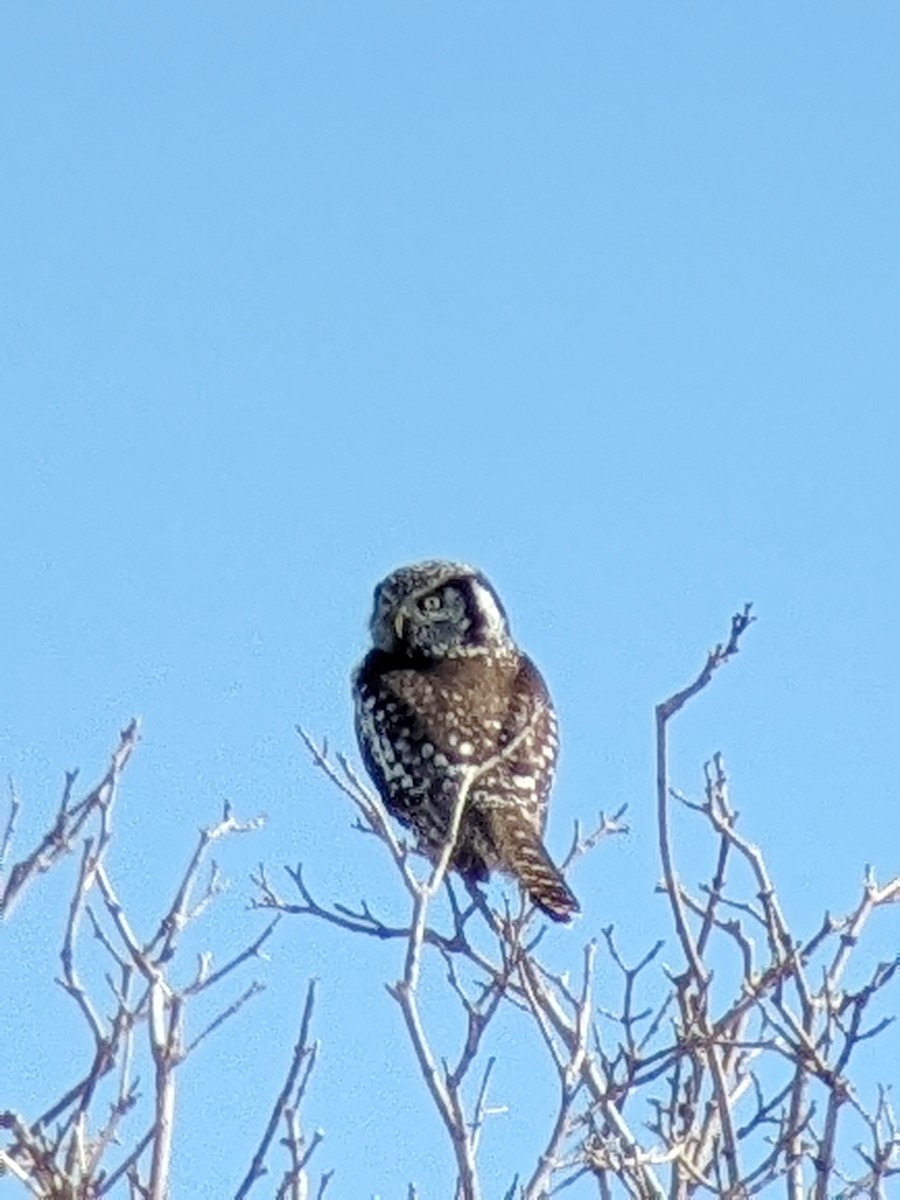 Northern Hawk Owl - ML544736931