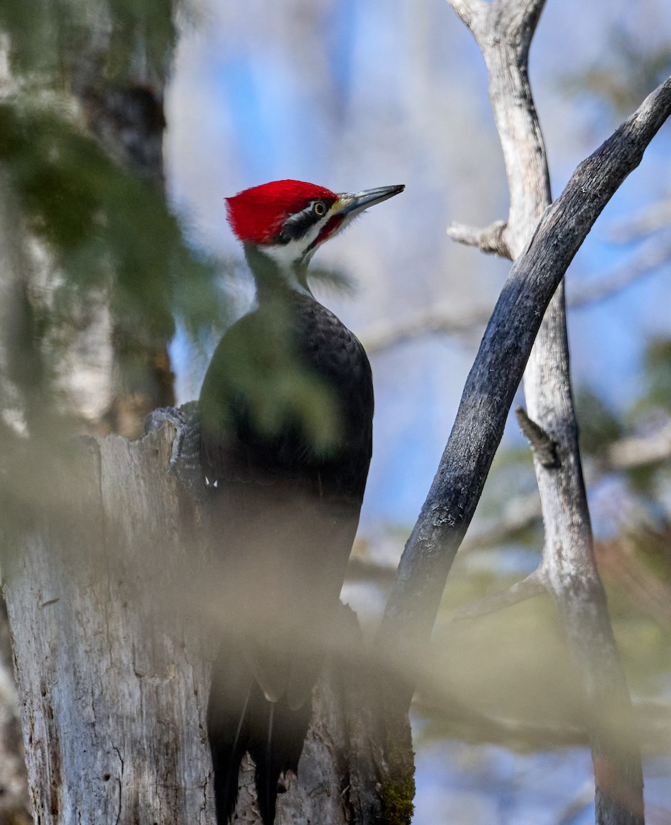 Pileated Woodpecker - ML544738971