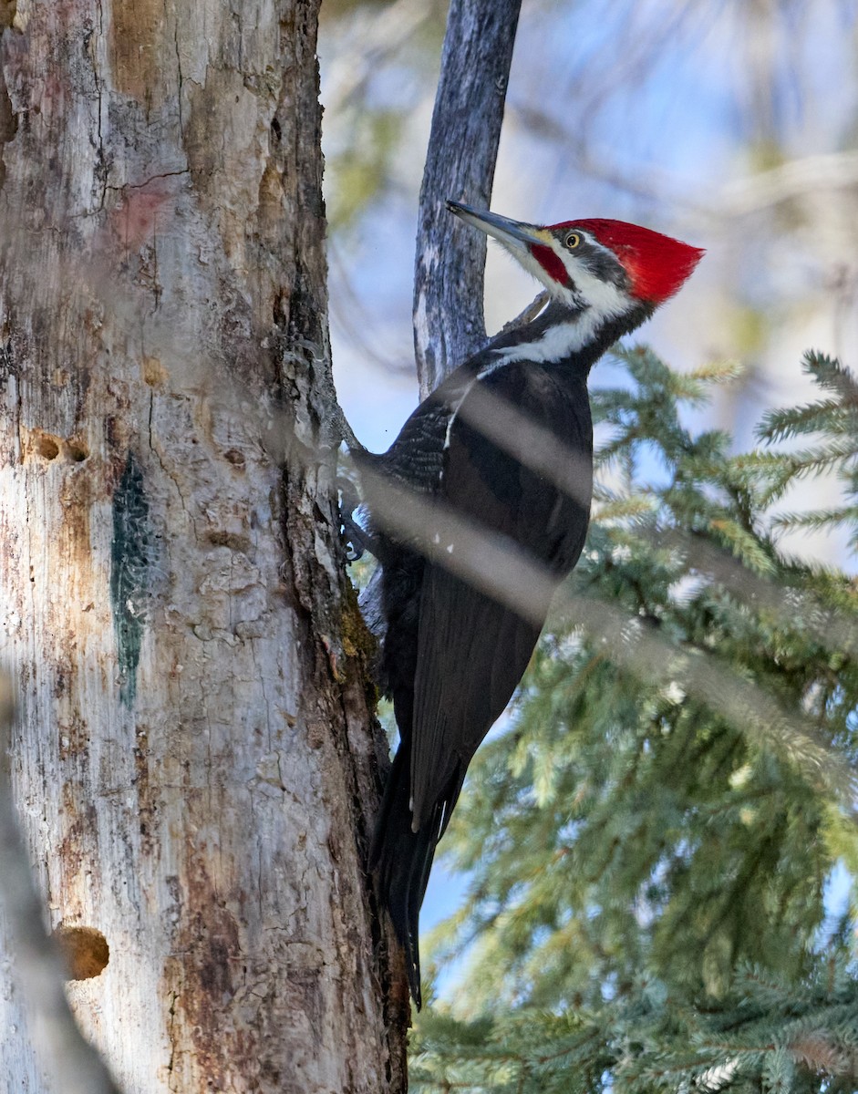 Pileated Woodpecker - ML544738981