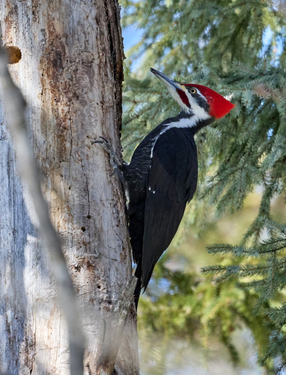Pileated Woodpecker - Patrice St-Pierre