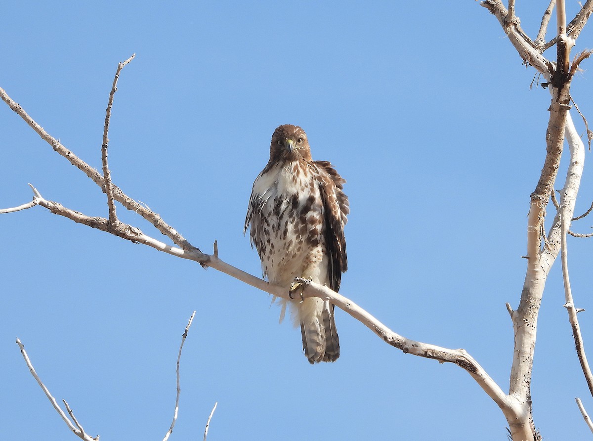 Red-tailed Hawk - ML544739181
