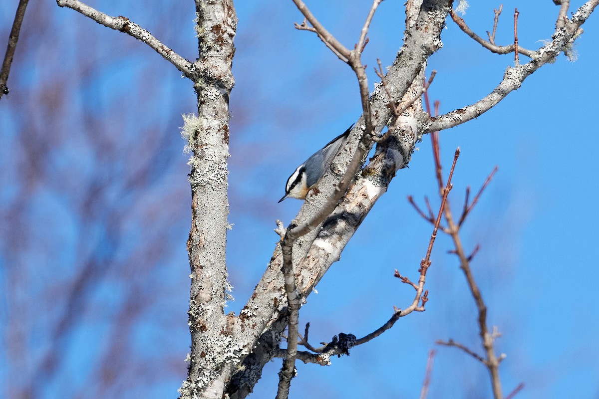 Red-breasted Nuthatch - ML544739361