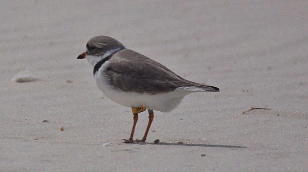 Piping Plover - Bryan White