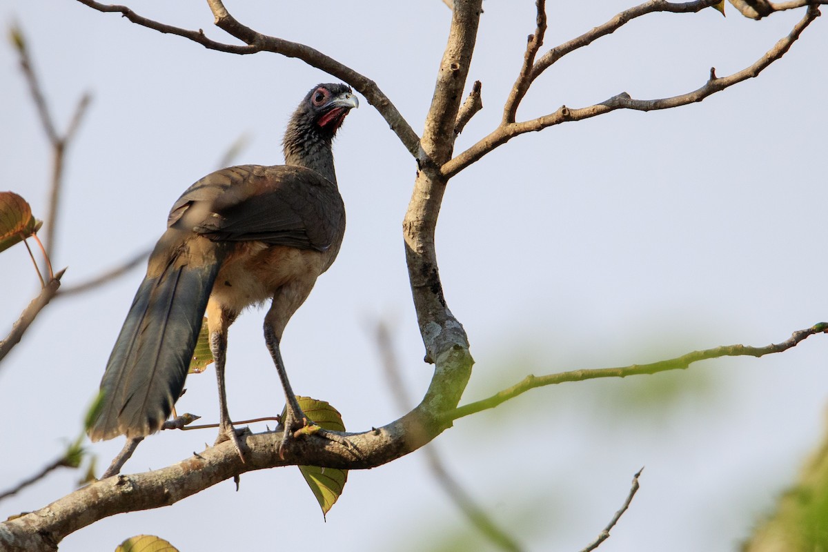 West Mexican Chachalaca - ML544743251