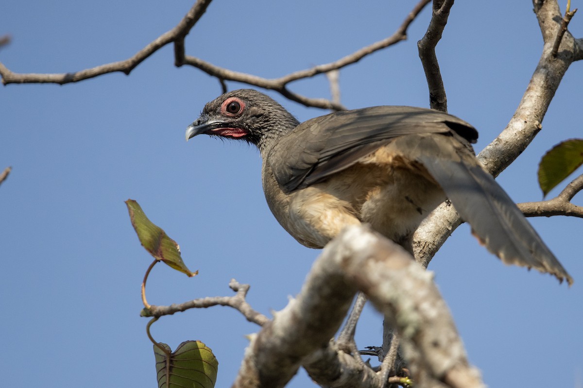 West Mexican Chachalaca - ML544743261