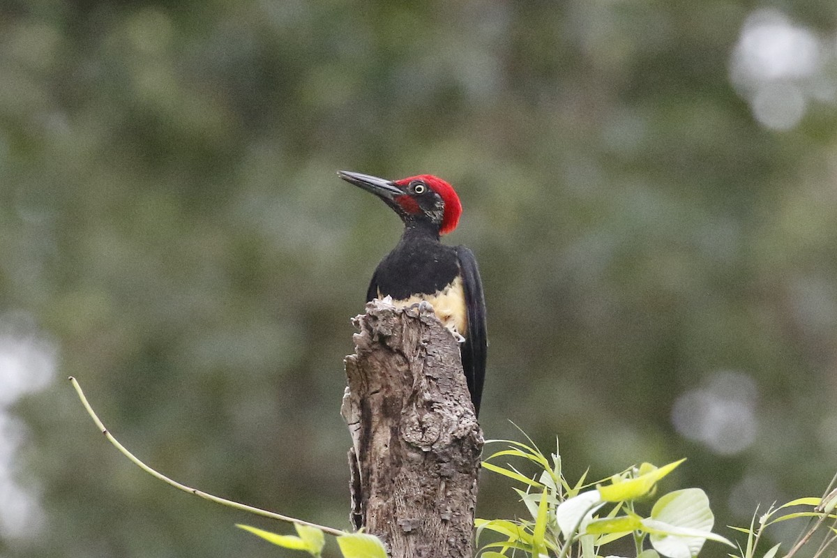 White-bellied Woodpecker - Lyle Hamilton
