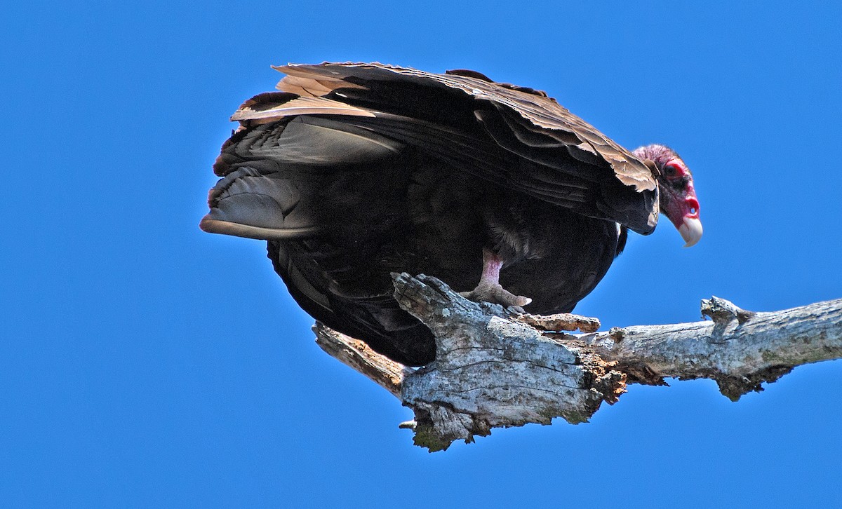 eBird Checklist - 12 Mar 2023 - Honey Creek SNA - 34 species