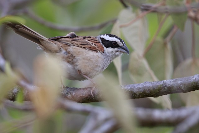 Possible confusion species:&nbsp;Stripe-headed Sparrow (<em>Peucaea ruficauda acuminata</em>). - Stripe-headed Sparrow - 