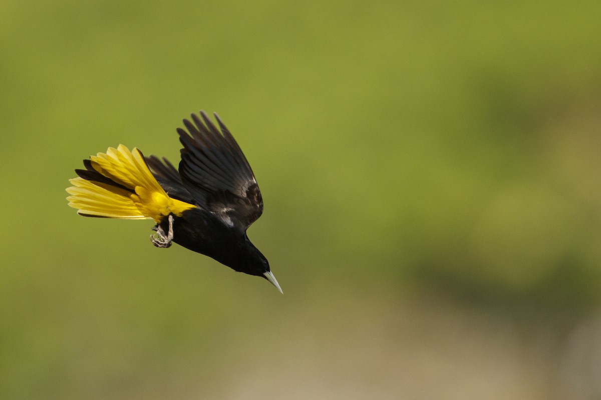 Yellow-winged Cacique - ML544748191