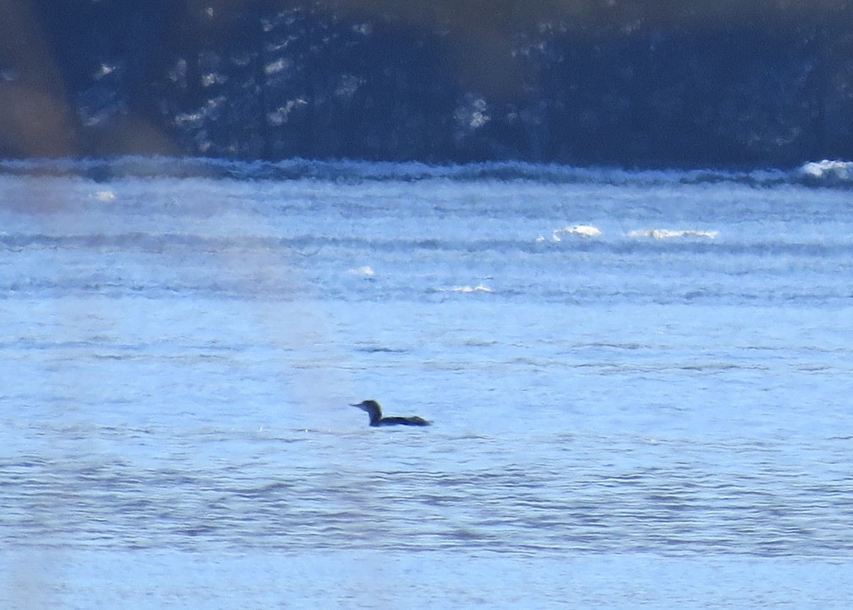 Red-throated Loon - ML544748511