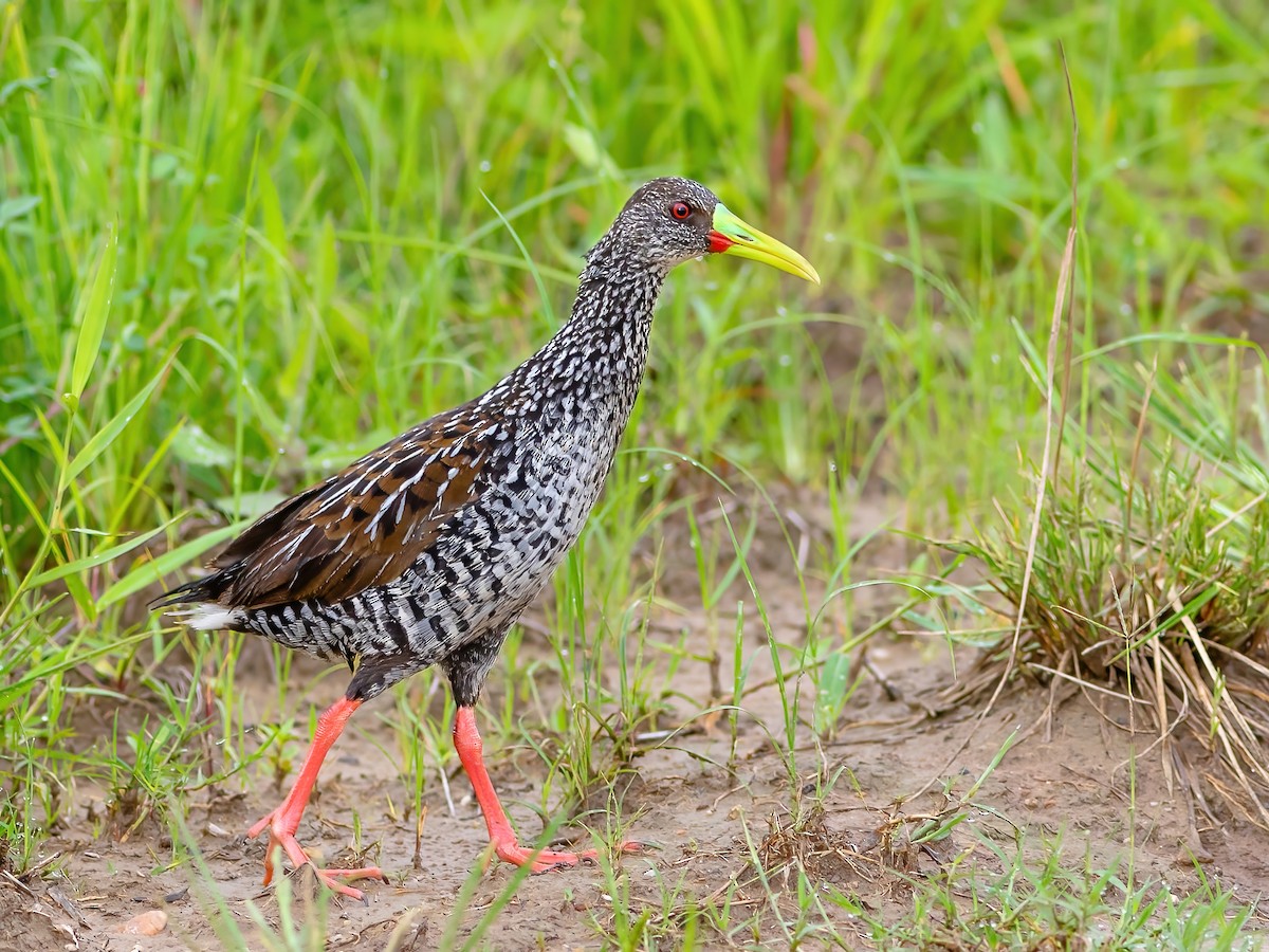 Spotted Rail - ML544750191