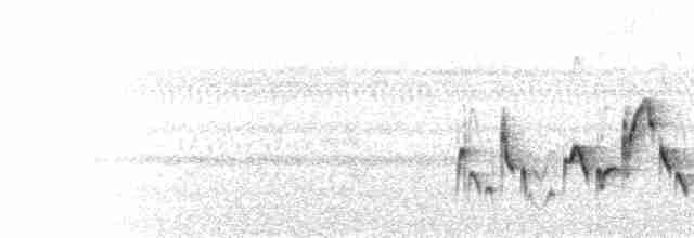  - Swamp Grass Babbler