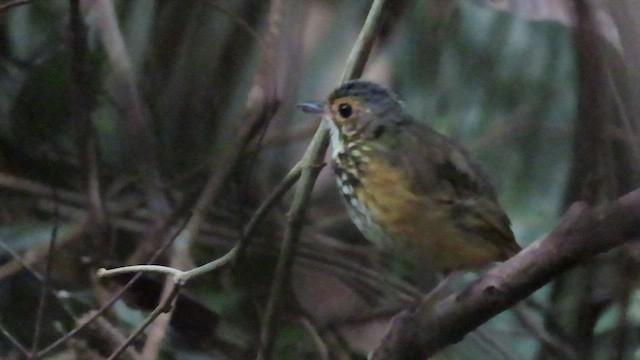 Spotted Antpitta - ML544753321
