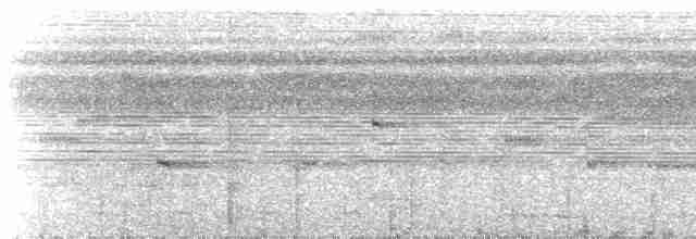 Мурав’янка-куцохвіст велика (підвид lepidonota/duidae) - ML544755821