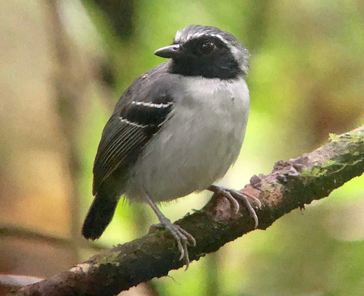 Black-faced Antbird - ML544759331