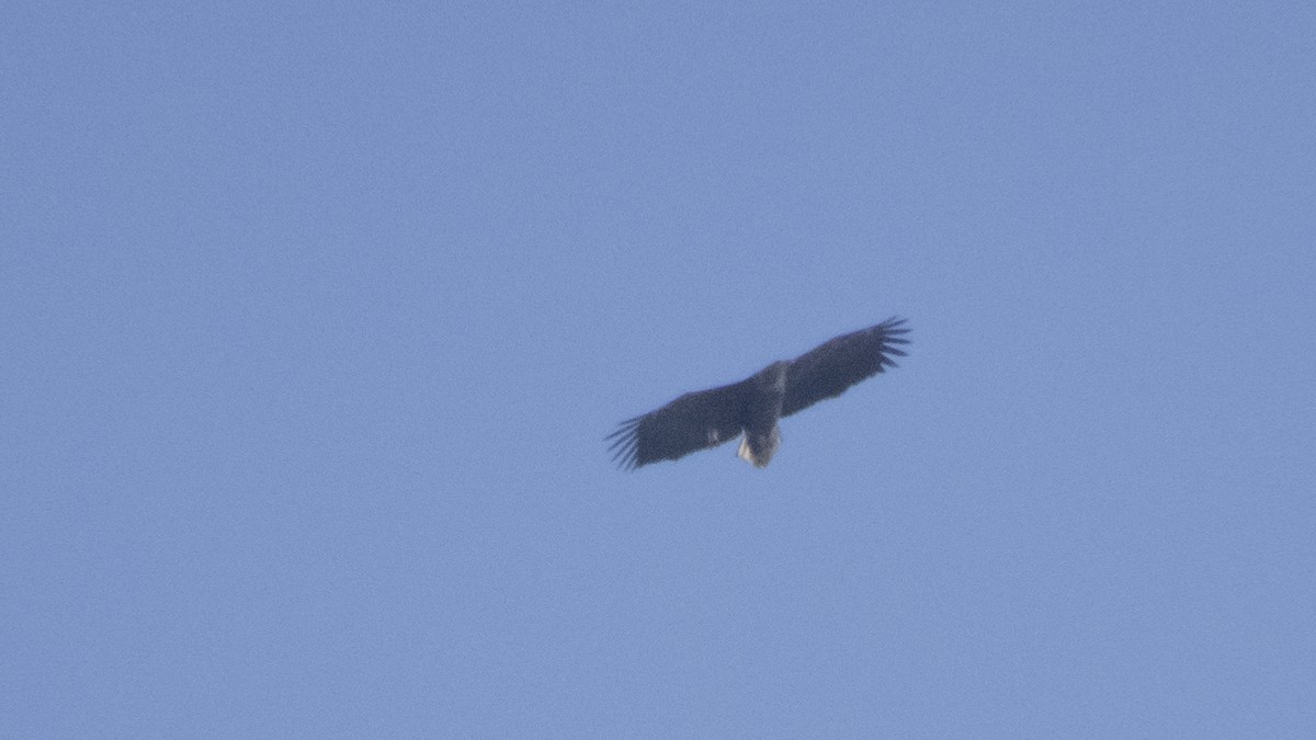 White-tailed Eagle - ML544760881