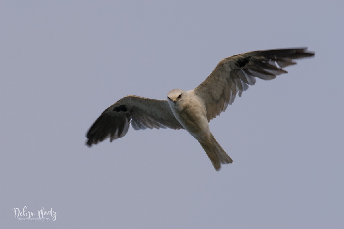 White-tailed Kite - Debra Mootz