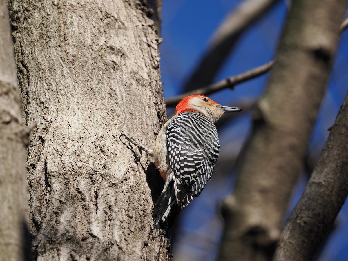Red-bellied Woodpecker - ML544765111