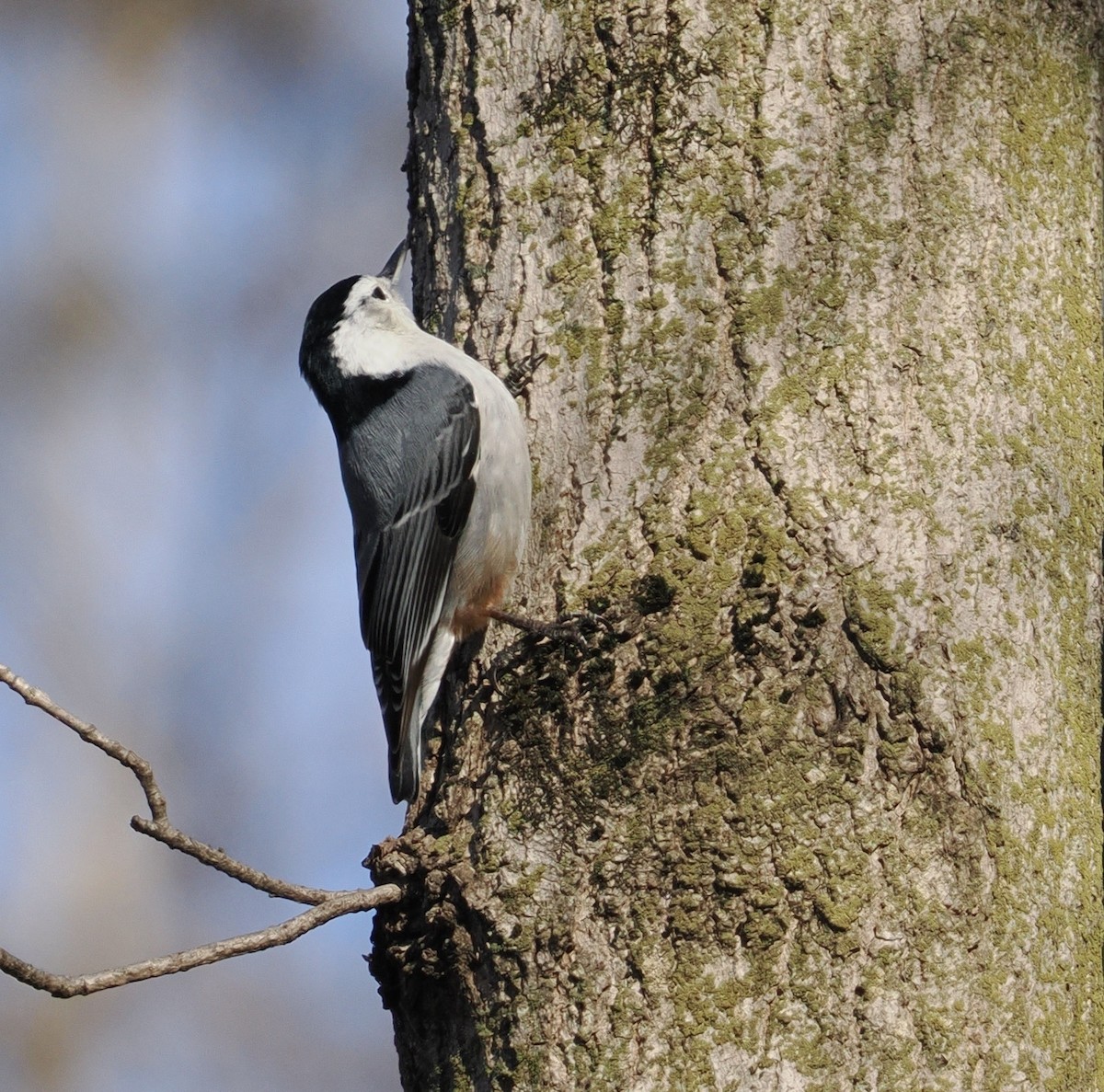 White-breasted Nuthatch - ML544766171