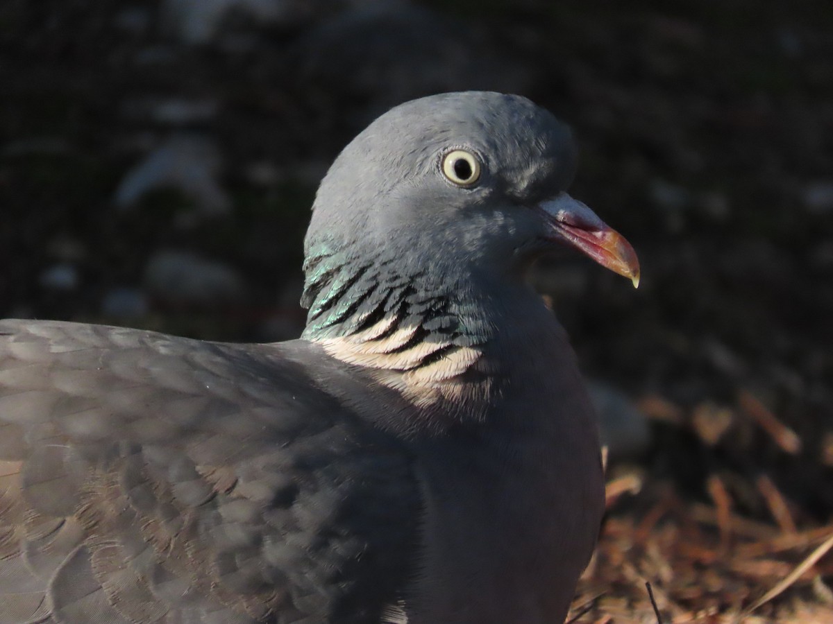 Common Wood-Pigeon - ML544767261