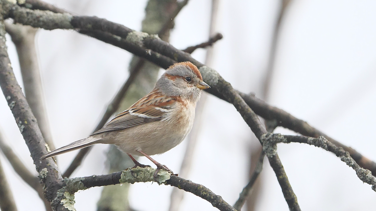 American Tree Sparrow - ML544767531