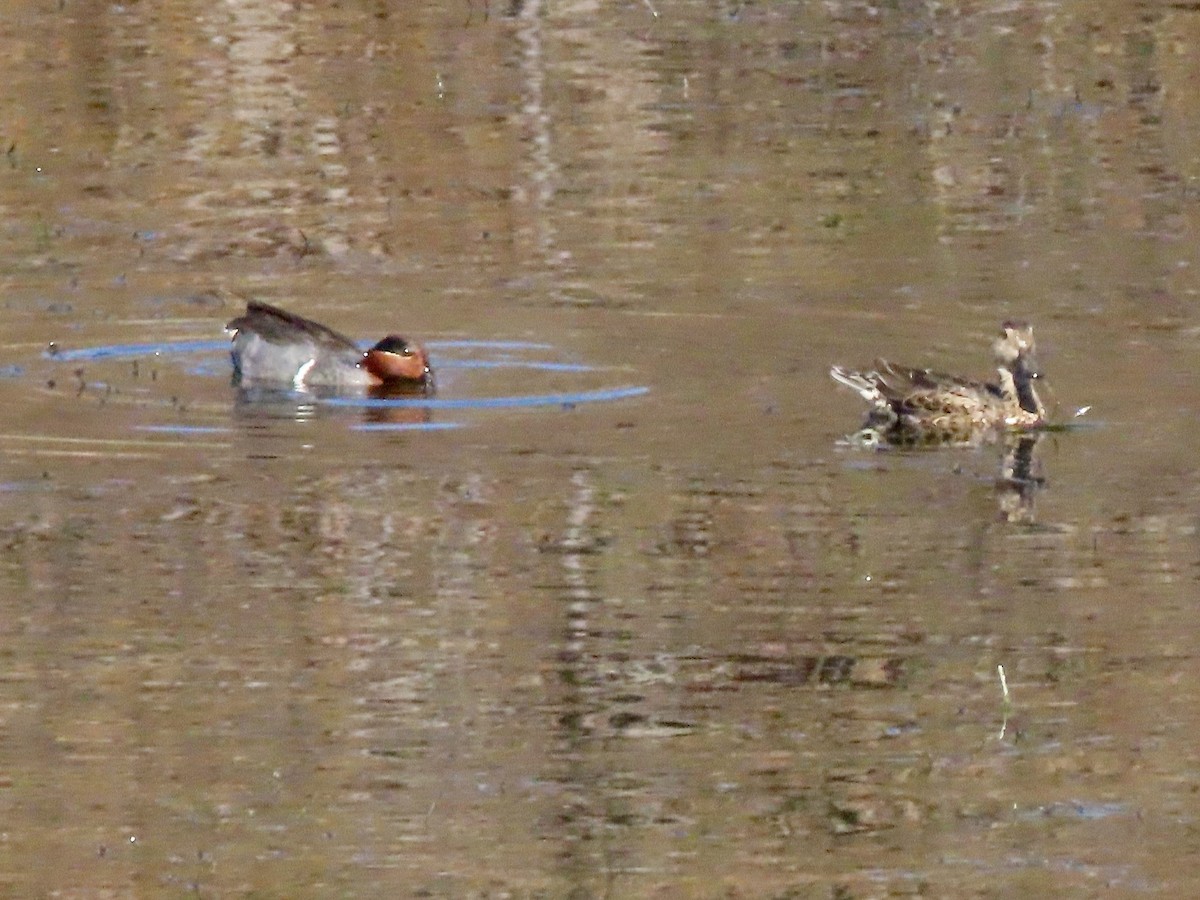 Green-winged Teal - ML544768501