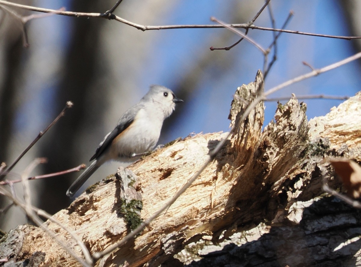 Tufted Titmouse - Donna Paterson